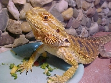 Kianga