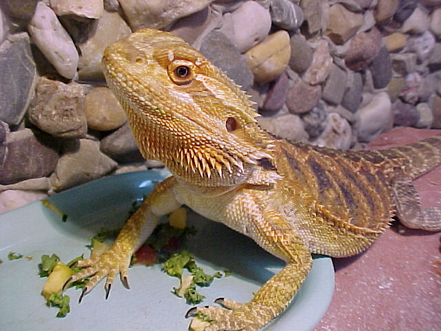 Kianga