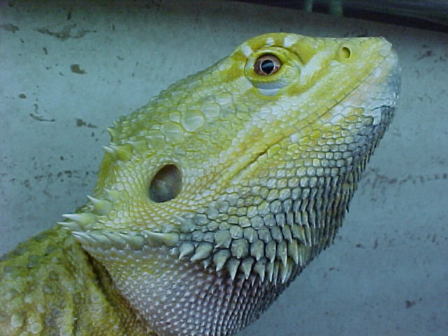 Mellow Yellow