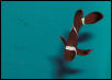 Saltwater - Austin Aquariums