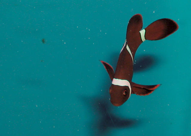 Saltwater - Austin Aquariums