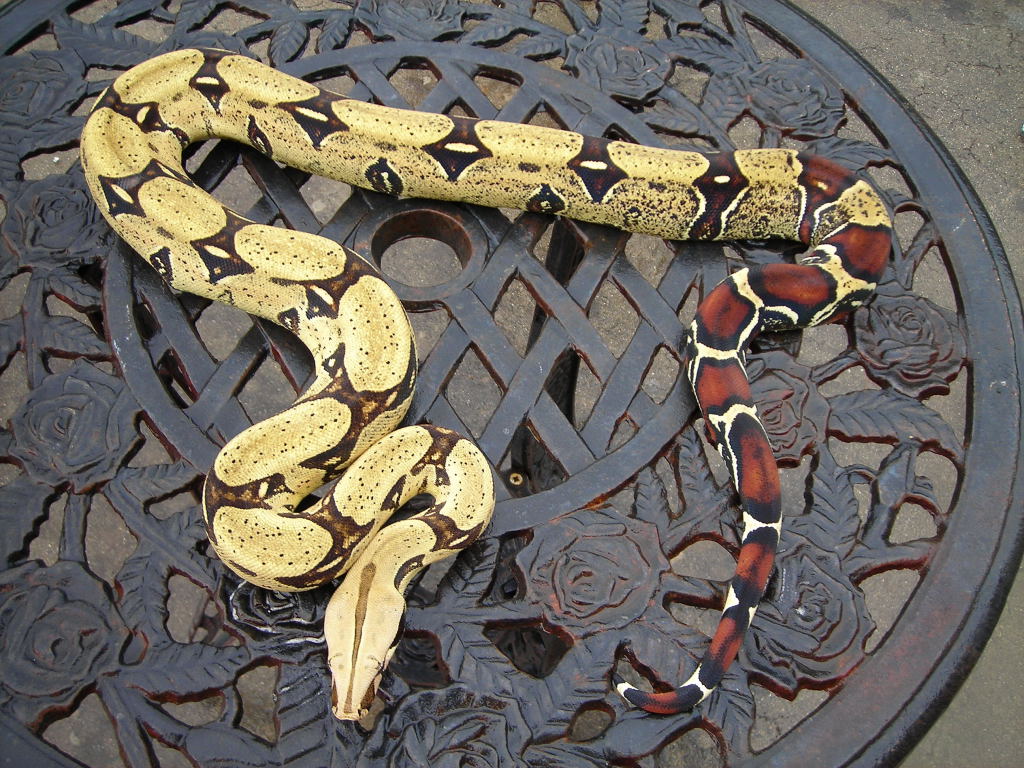 peru female