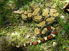 Peru BCC