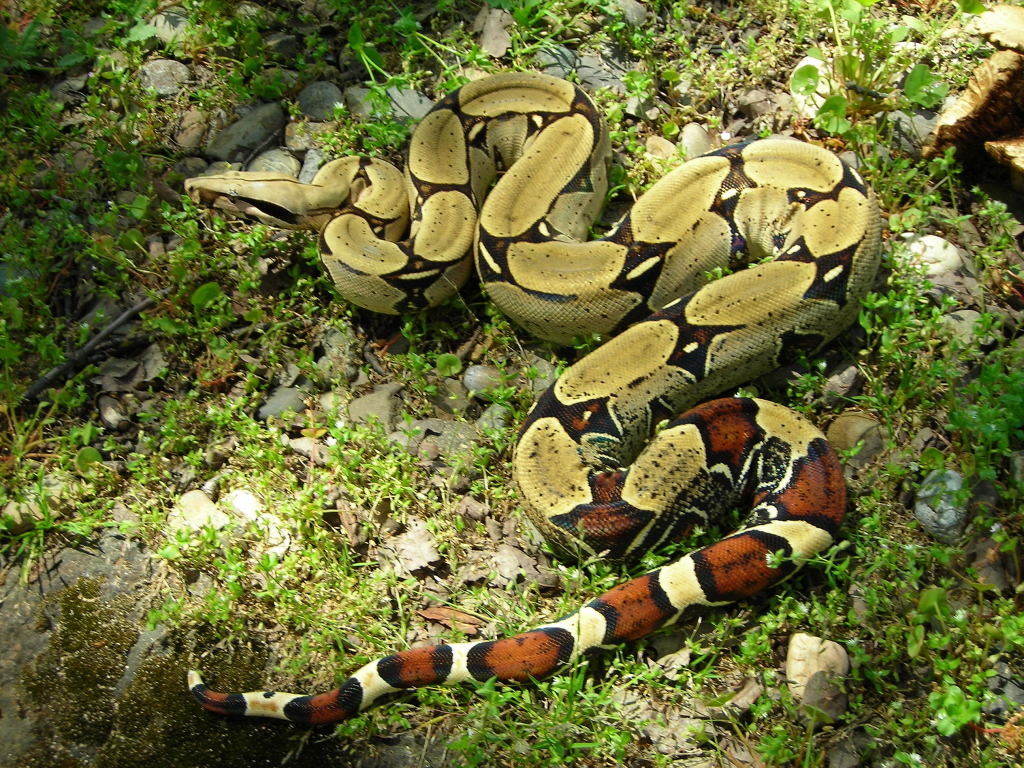 Peru BCC