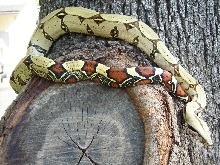 Peru BCC female