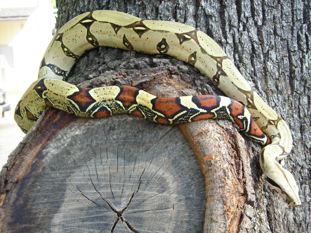 Peru BCC female