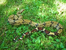Peru BCC male