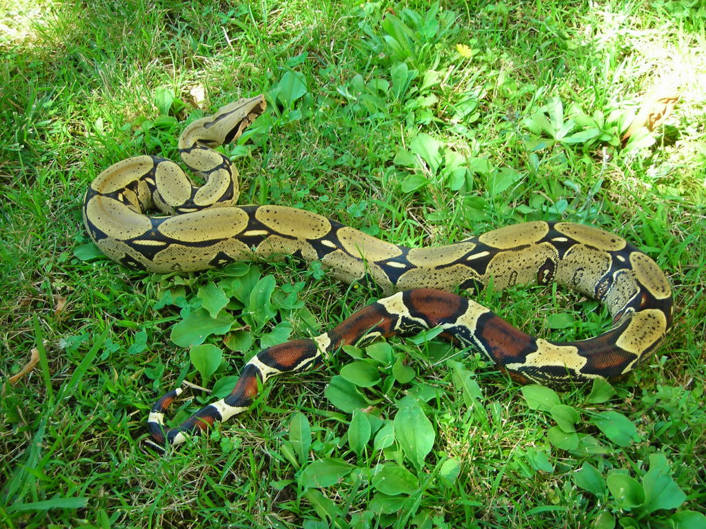 Peru BCC male