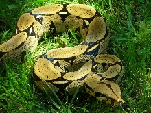 Old Yeller