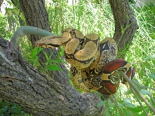 Peru BCC female