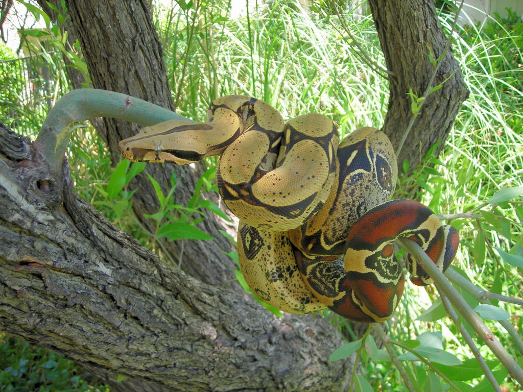 Peru BCC female