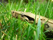 Peru BCC male