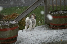 snow