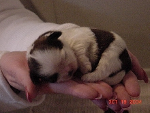 Sissy 9 days old