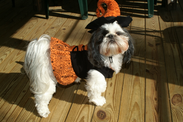 Halloween 2007