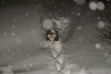 too much snow