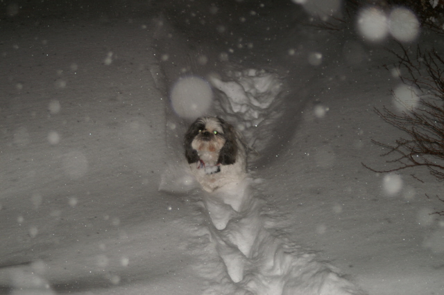 too much snow
