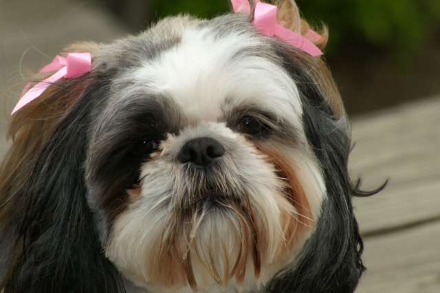 Sissy, my sweet baby girl.