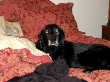 keiko caught on the bed!