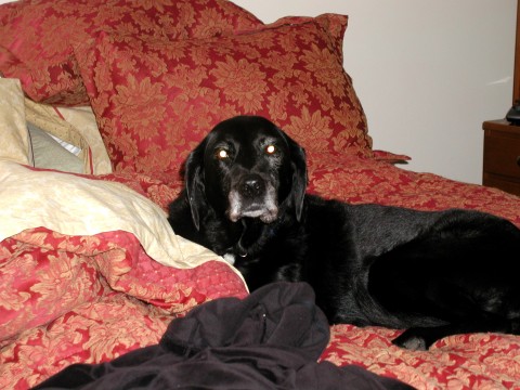 keiko caught on the bed!