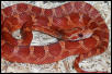 '02 1.0 hypo blood