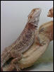 Adult Male Normal BD for sale