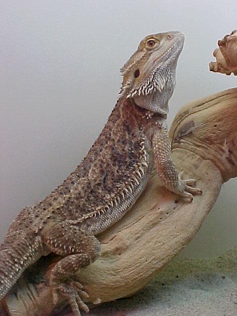 Adult Male Normal BD for sale