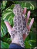 Geman Giant x Yellow Male for sale