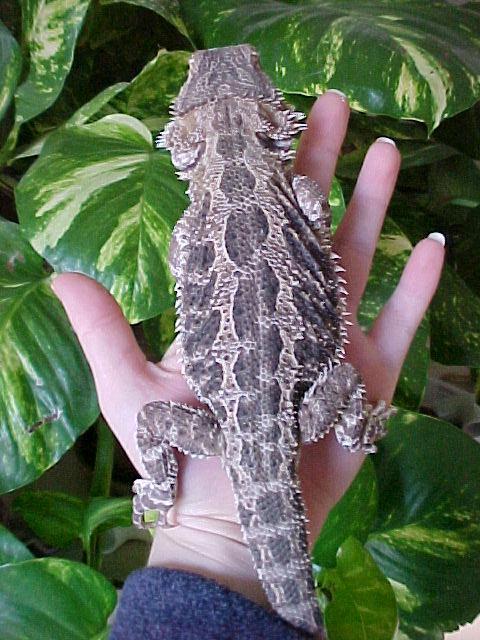 Geman Giant x Yellow Male for sale