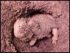 Female Bearded Dragon Laying Eggs