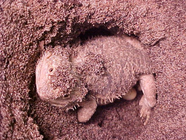 Female Bearded Dragon Laying Eggs