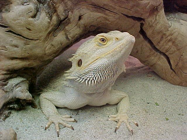My Snow Dragon