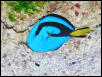 Saltwater - Austin Aquariums