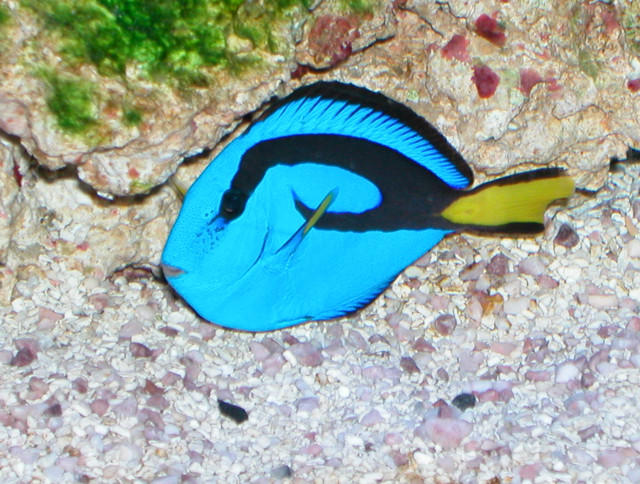 Saltwater - Austin Aquariums