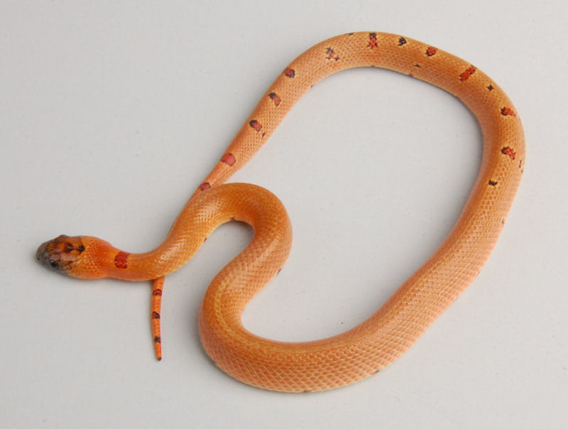 2010 Aberrant Female Thayeri