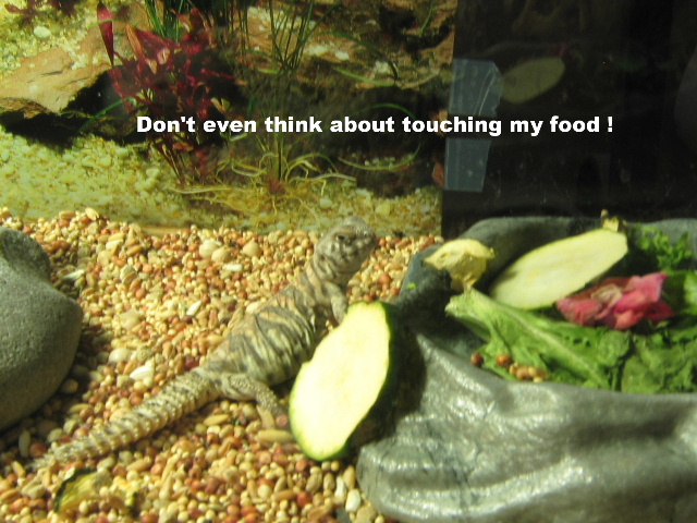 It's MY food !