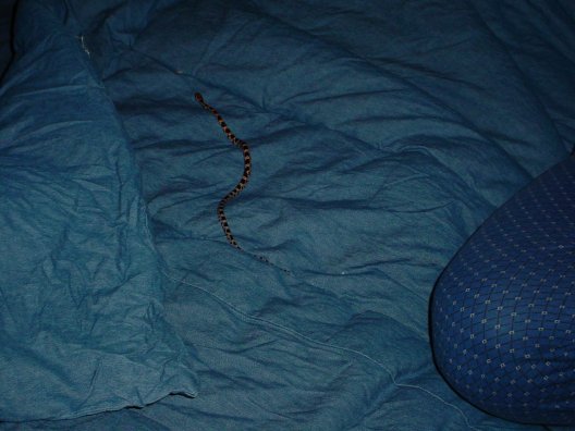 Sally on the bed