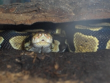 Lilith