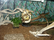 Lilith