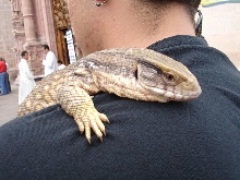 varanus exanthematicus