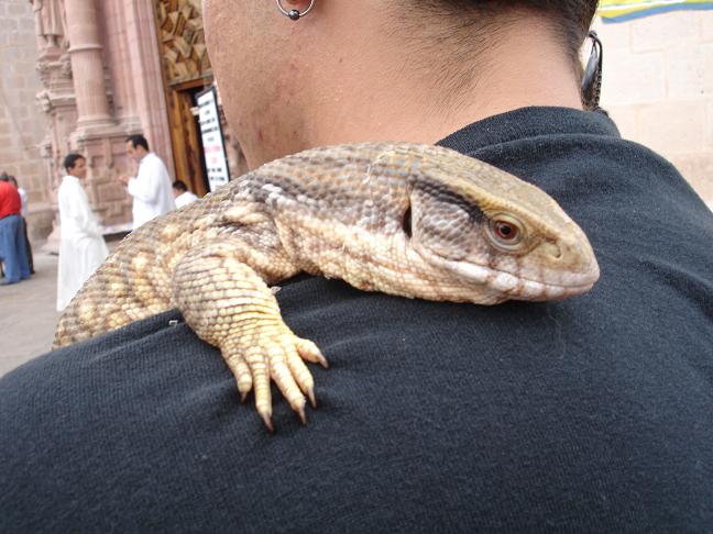 varanus exanthematicus
