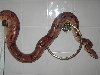 Double het for sunglow