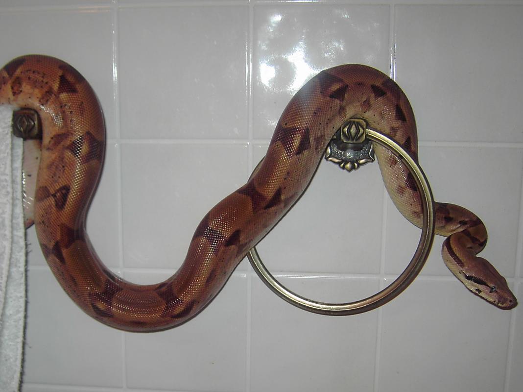 Double het for sunglow