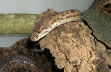 0.1 Antaresia maculosa
