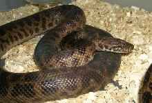 1.0 Antaresia maculosa