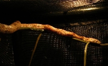 everglades rat