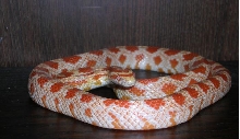 amel corn
