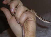 everglades juvenile