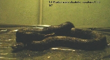 black rat