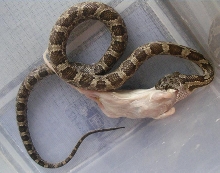 p.obsoletus obsoletus